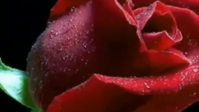 КоТ - С праздником весны и марта! смотреть онлайн