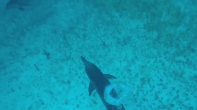 Swimming with wild dolphins in the Bahamas смотреть онлайн