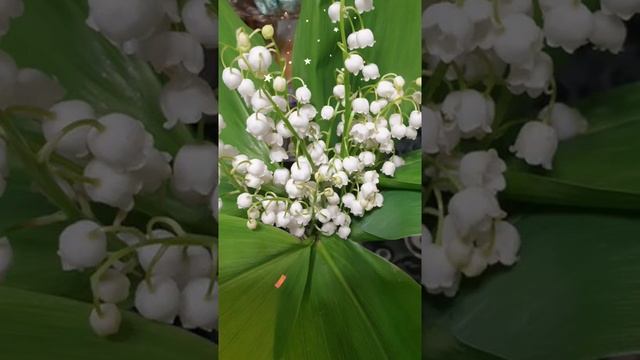 Открытка Доброго утра. Много улыбок. смотреть онлайн