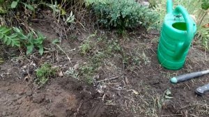 МАЛИНОВОЕ ДЕРЕВО или Ремонтантная малина!? Богатырь и Атлант.Agro-Market  Одесса.