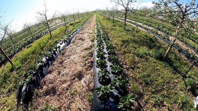 КЛУБНИКА разгоняем кусты ? смотреть онлайн