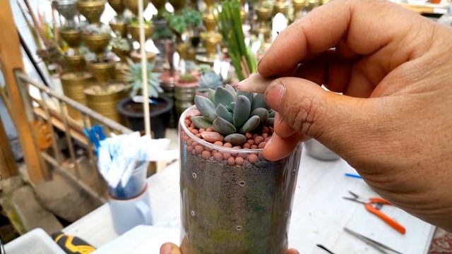 다육이 24종(246~269)소개와 관리하는법 ; succulents ; suculentas ; 多肉植物 смотреть онлайн