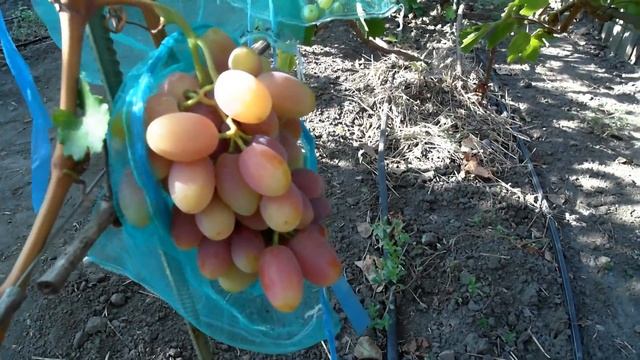 Виноград Катруся Каховская - 2018 .( Третий год испытаний) смотреть онлайн