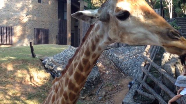 Зоопарк в Паттайе, Тайланд - жирафы, страусы Pattaya zoo Таиланд, январь 2014 смотреть онлайн