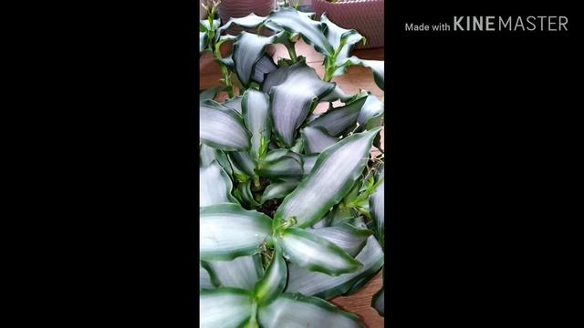 ?Папоротник.?Комнатные цветы.?Сансевиерия. Мурдания.Гортензия.Пеперомия"Мутовчатая" смотреть онлайн