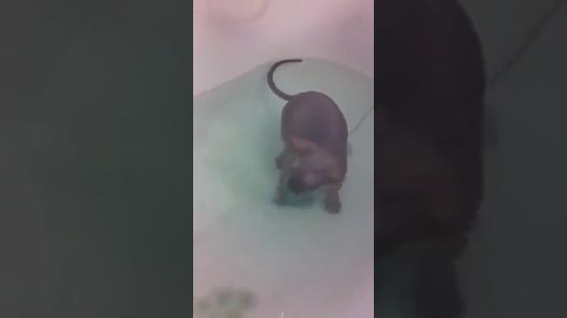 Канадский сфинкс , Хонс смотреть онлайн