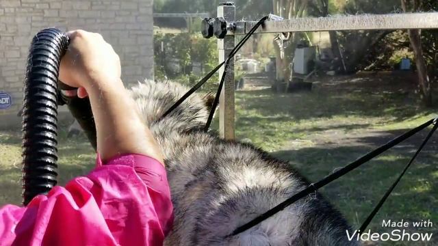 Siberian Husky Grooming Tips смотреть онлайн