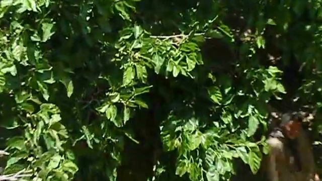 salang afghanistan смотреть онлайн