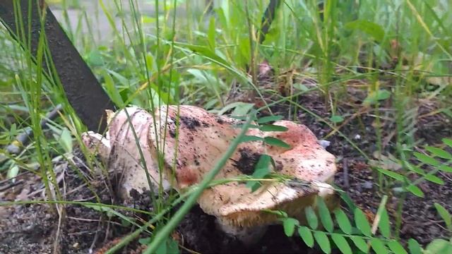 Городские грибы/Mushrooms in the city смотреть онлайн