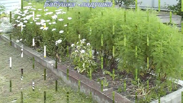 Божье дерево - ценное и лекарственное растение.