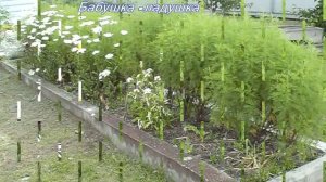 Божье дерево - ценное и лекарственное растение.