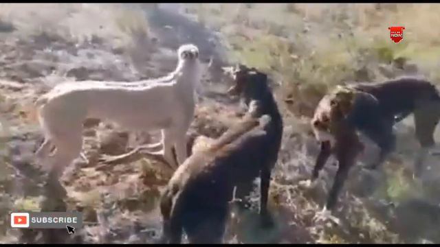 GREYHOUND DOGS VS STEENBOK 2022 p24 смотреть онлайн