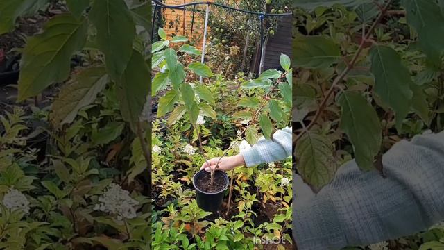 САЖЕНЦЫ смотреть онлайн