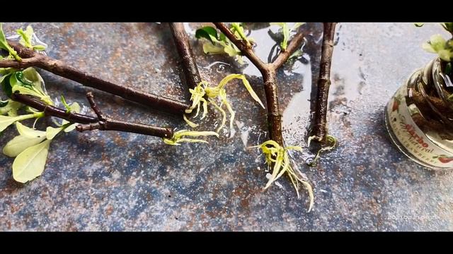 ROSAL GARDENIA JASMINOIDES PROPAGATION USING A TINY BOTTLE смотреть онлайн