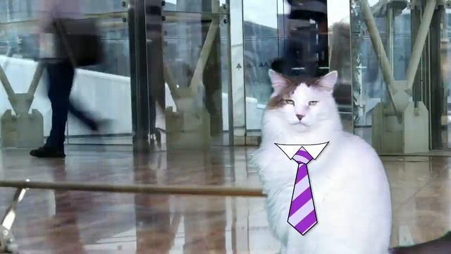HAPPY BIRTHDAY ERIN! - EPIC CAT Happy Birthday Song смотреть онлайн