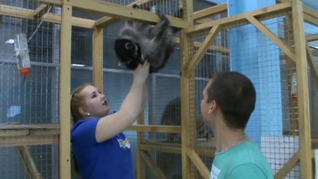 Енот - полоскун и енот - носуха. смотреть онлайн