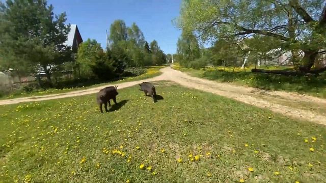 Кабаны пришли в деревню! смотреть онлайн