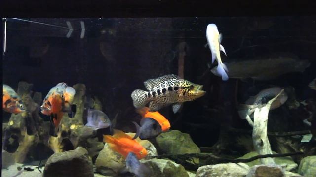 Аквариум 2300 литров: ОСВЕЩЕНИЕ, вариант 2. смотреть онлайн