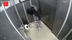 Красноярка избила собаку в лифте