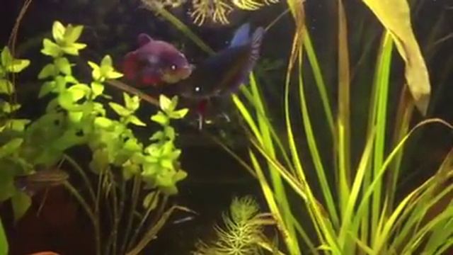 Royal Blue VT Female Betta