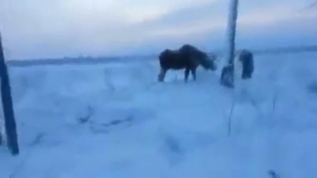 Опасный момент охота на лося смотреть онлайн