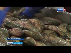 Промышленный лов рыбы начался в Новосибирской области