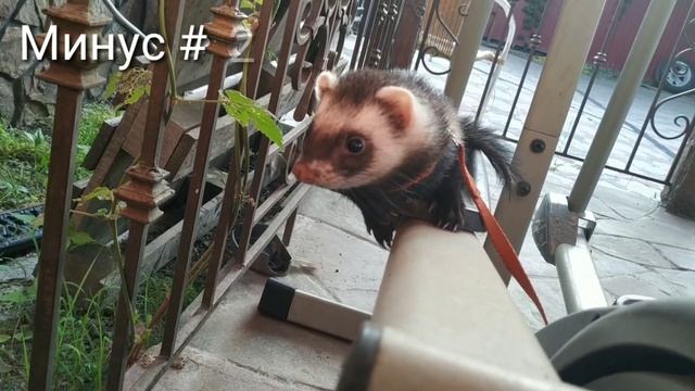 ХОРЕК ЗА 20к!?!?!// Плюсы и минусы домашних хорьков//Snezhana