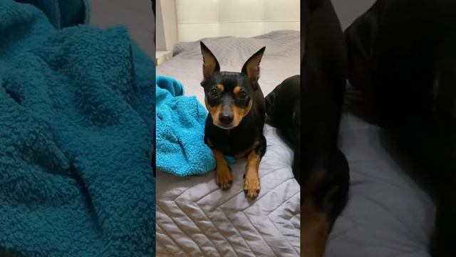 Цвергпинчеры Шерлок и Мориарти, ложатся спать смотреть онлайн