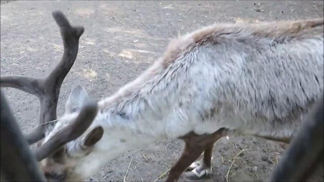 Северные олени и косули 29.06.2020 смотреть онлайн
