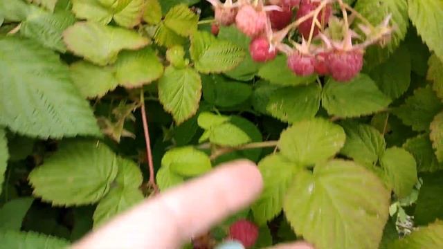 #ГРУШИ#ВИШНИ#ЯБЛОНИ#ВИНОГРАД #ОБЗОР НОВОГО УЧАСТКА. смотреть онлайн