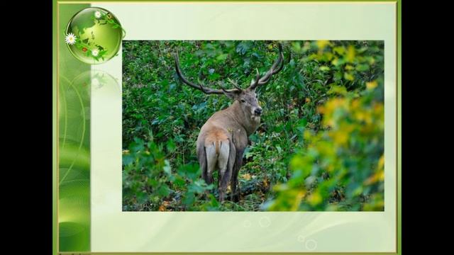 «Земля- наш общий дом», 6+ смотреть онлайн