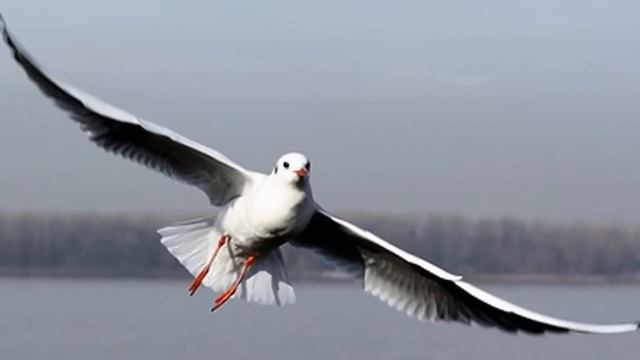 Создание фильма из фотографий в программе Picasa 3.wmv смотреть онлайн