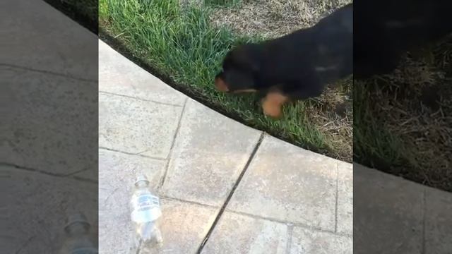 Как щенок Ротвейлер играет с бутылкой смотреть онлайн