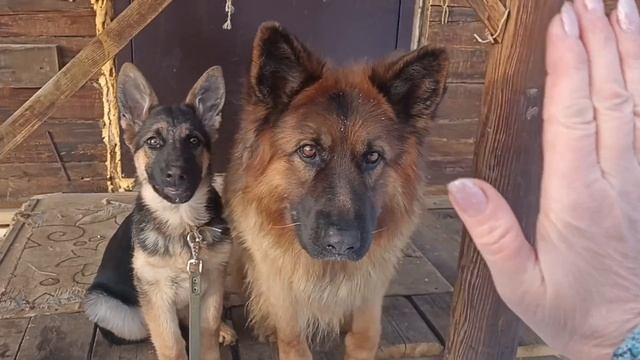 щенок немецкой овчарки 3,5 месяца, команды вместе с папой смотреть онлайн