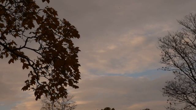 Пророк Санбой - У бессовестных нет бессонницы