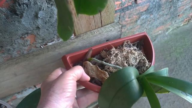 Dicas Dona Maria - Surpresas nas Phalaenopsis #FiqueEmCasa смотреть онлайн