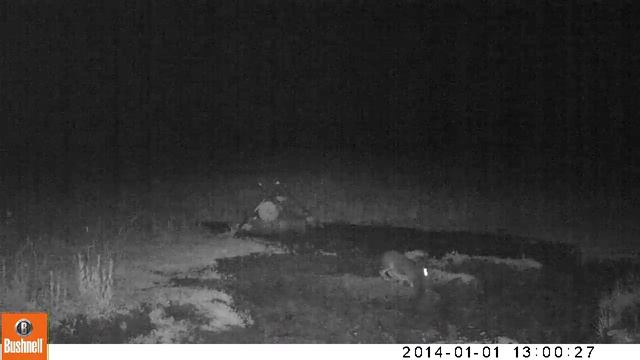 заяц-русак смотреть онлайн