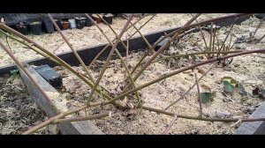 Ежевика в Сибири Весенняя обрезка