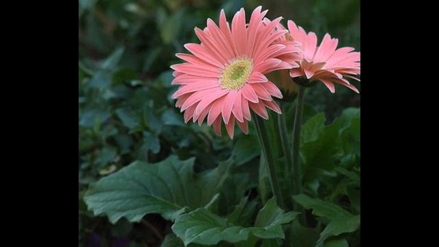 ГЕРБЕРА  (GERBERA)  сем. Сложноцветные