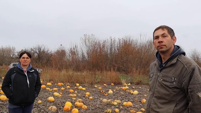 Технология выращивания тыквы. 800 кг сухой семечки с гектара.