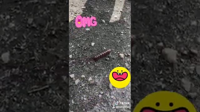 Необычная гусеница))) смотреть онлайн