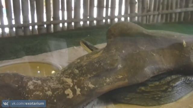 Змеиная ферма Нячанг смотреть онлайн