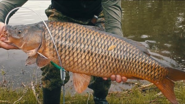 НЕОЖИДАННАЯ ВСТРЕЧА на РЫБАЛКЕ. Ловля сазанов на Ахтубе с ночёвкой. Рыбалка в Астрахани.