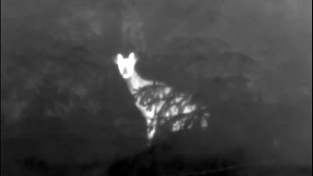 Deer on Pulsar AXION XM30S Thermal Imaging Scope смотреть онлайн