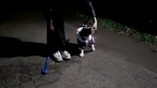 Стафф порода,которая может все, она многогранна и раскрыть ее потенциал можно в любом направлении смотреть онлайн