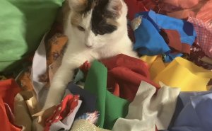 Сумасшедший лоскуток в сумасшедшем доме! Продолжение.