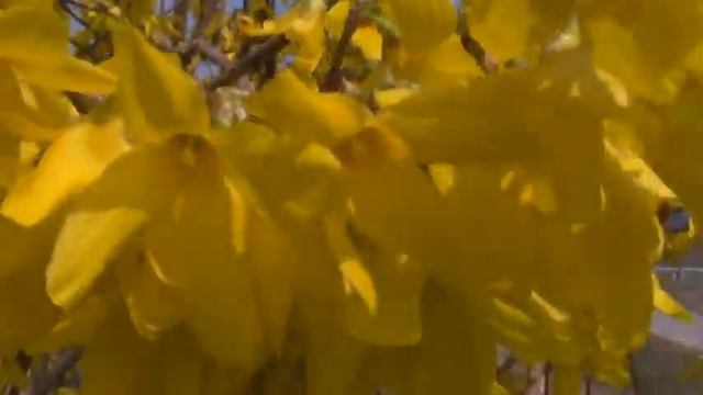 The Prayer （れんぎょう：連翹） смотреть онлайн