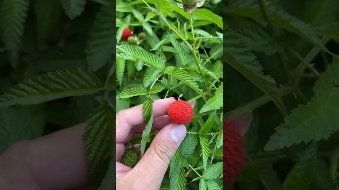 Ежемалина смотреть онлайн