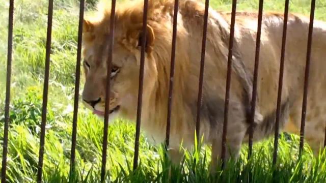 Крым. Тайган. Лев-подросток Марсель. май 2016г. смотреть онлайн