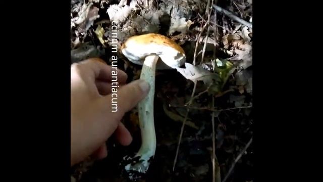 Cum identificăm buretele călugăresc (Leccinum scabrum) și hribul de plop (Leccinum aurantiacum) смотреть онлайн
